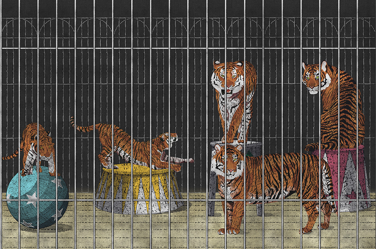 Circus tigers