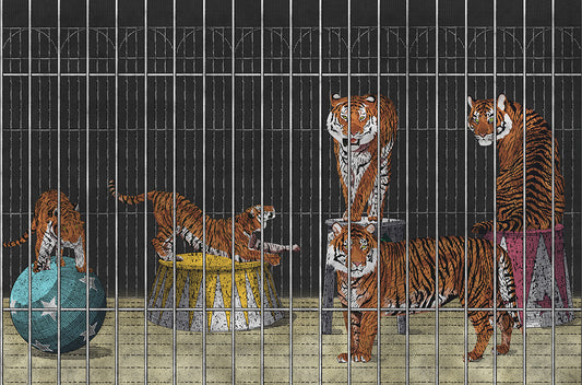 Circus tigers